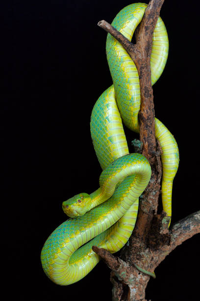 istock Bamboo pit viper, Trimeresurus gramineus from Kanger Ghati National Park, Bastar District, Chhattisgarh 944444626