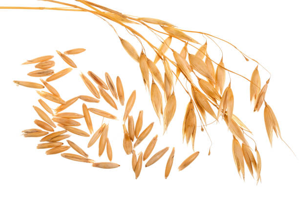 istock oat spike with grains isolated on white background 944447052