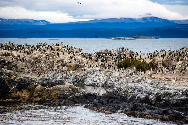 Photo of Cormorant colony on an island at Ushuaia in the Beagle Channel, Tierra Del Fuego, Argentina