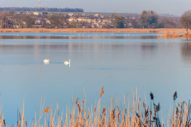 istock View on the peaceful lake with white swans 944452926