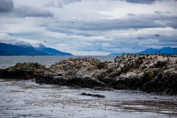 Photo of Cormorant colony on an island at Ushuaia in the Beagle Channel, Tierra Del Fuego, Argentina