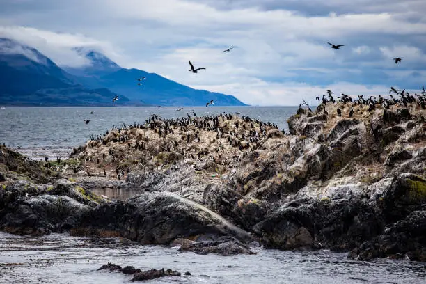 Photo of Cormorant colony on an island at Ushuaia in the Beagle Channel, Tierra Del Fuego, Argentina