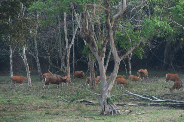 spesies yang terancam punah dalam daftar merah iucn spesies terancam keluarga banteng (bos javanicus) waspada dalam posisi kelompok di alam nyata di suaka margasatwa hui kha kheang di thailand - sapi bali sapi potret stok, foto, & gambar bebas royalti