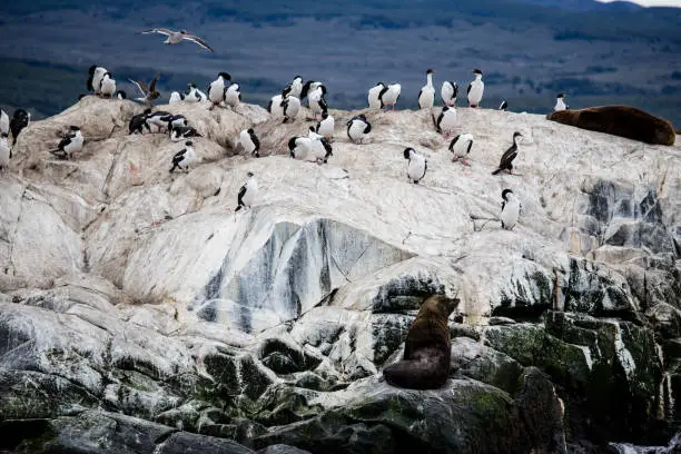 Photo of Cormorant colony on an island at Ushuaia in the Beagle Channel Beagle Strait, Tierra Del Fuego, Argentina