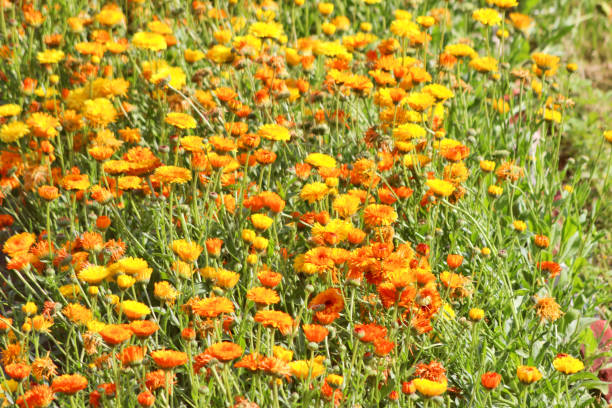 istock Attractive flowers in Uttarakhand 944457266