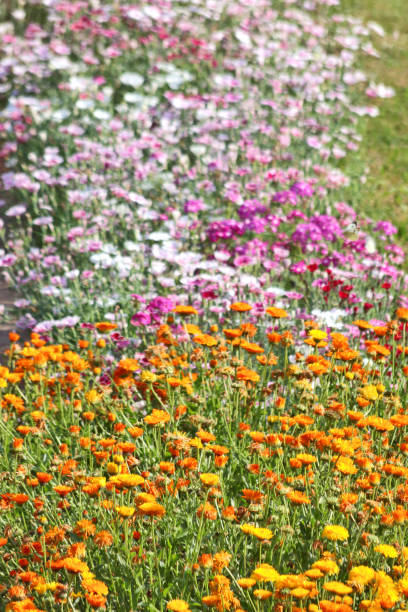 istock Attractive flowers in Uttarakhand 944457268
