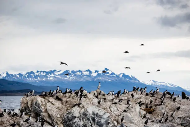 Photo of Cormorant colony on an island at Ushuaia in the Beagle Channel Beagle Strait, Tierra Del Fuego, Argentina