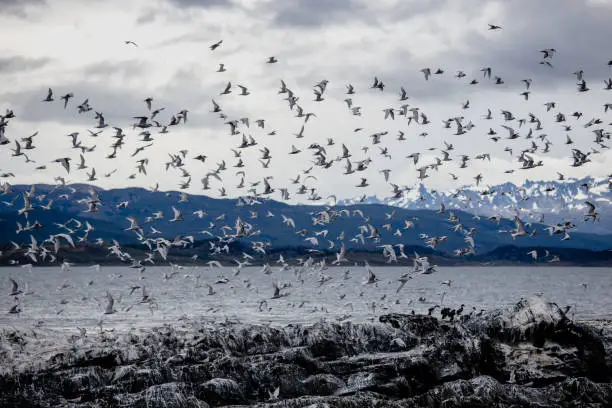 Photo of Cormorant and seagull colony on an island at Ushuaia in the Beagle Channel, Tierra Del Fuego, Argentina