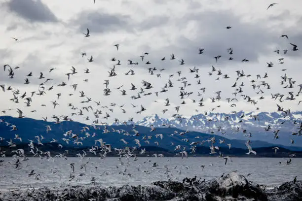 Photo of Cormorant and seagull colony on an island at Ushuaia in the Beagle Channel Beagle Strait, Tierra Del Fuego, Argentina