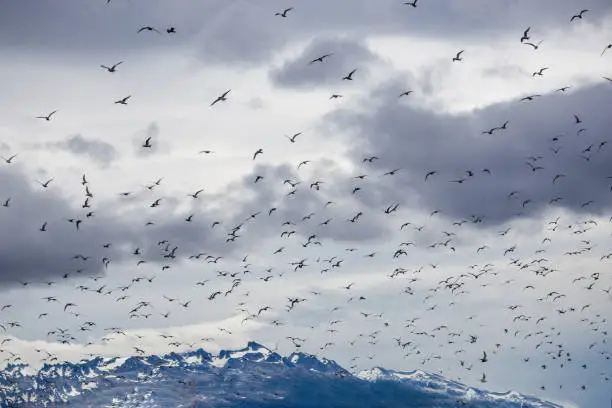 Photo of Cormorant and seagull colony on an island at Ushuaia in the Beagle Channel Beagle Strait, Tierra Del Fuego, Argentina