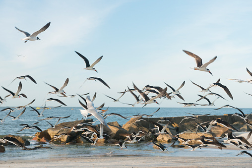 This is a horizontal, color photograph of the birds flying over the water by a rocky area in Fernandina Beach on Amelia Island in Florida at Fort Clinch State Park on a sunny spring afternoon.