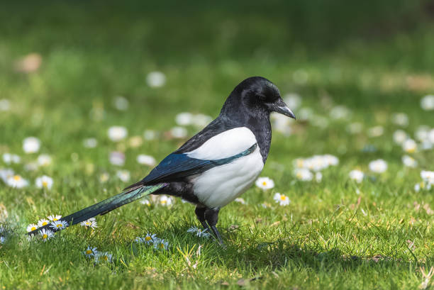istock Eurasian Magpie, Pica pica 944468808