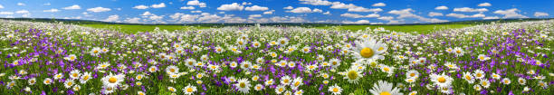 frühling landschaft panorama mit blühenden blumen auf wiese - wildflower lush foliage outdoors campanula stock-fotos und bilder