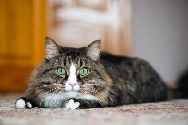istock the house cat hunts 944468916