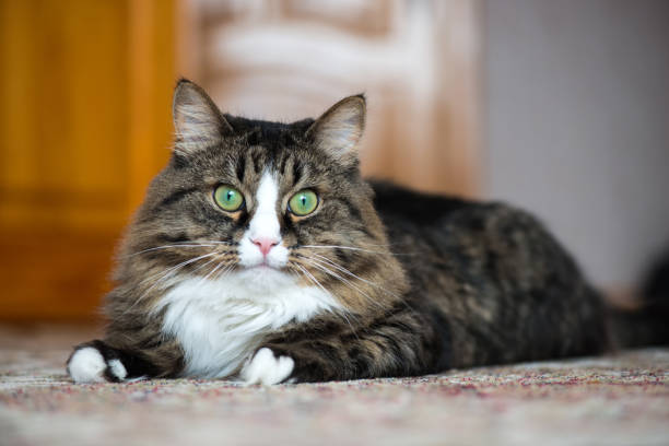 istock the house cat lies on the carpet. 944468920