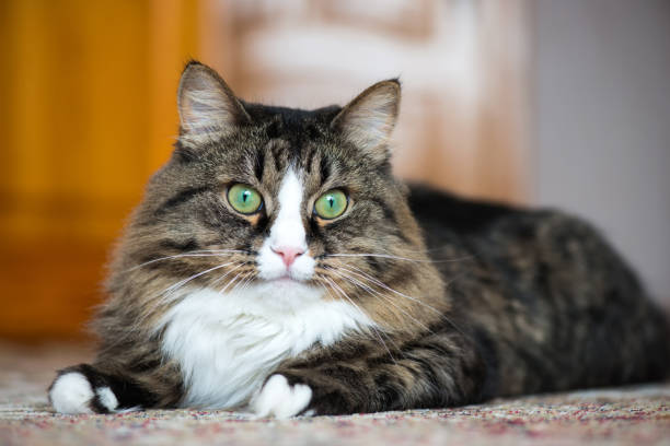 istock the house cat lies on the carpet. 944468936