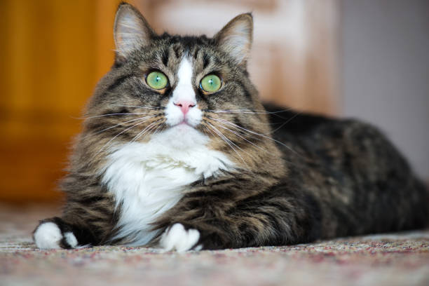 istock the house cat lies on the carpet. 944468938