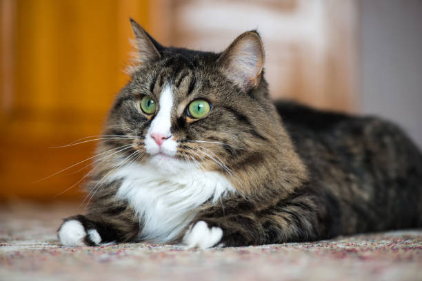 istock the house cat lies on the carpet. 944468944