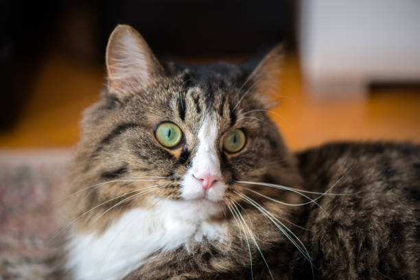 istock the house cat lies on the carpet. 944469004