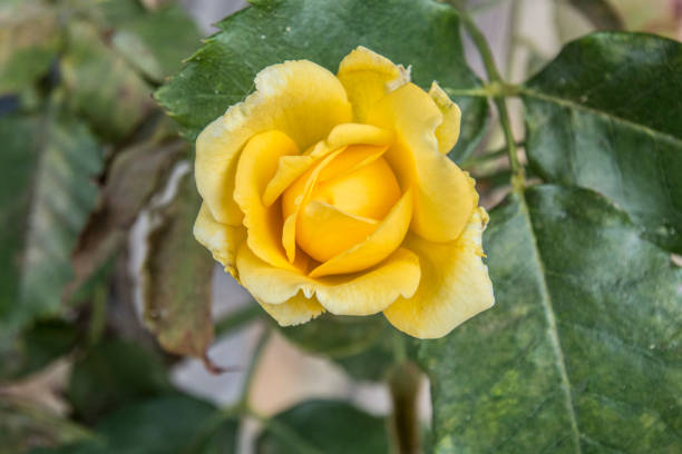 istock Yellow rose with green leaves 944469036