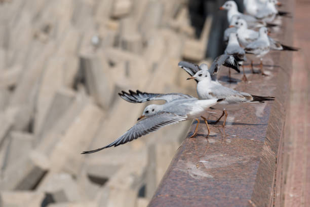 свифт терн, взлетая со стены - sooty tern стоковые фото и изображения