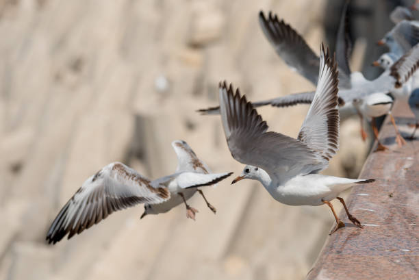 свифт терн, взлетая со стены - sooty tern стоковые фото и изображения