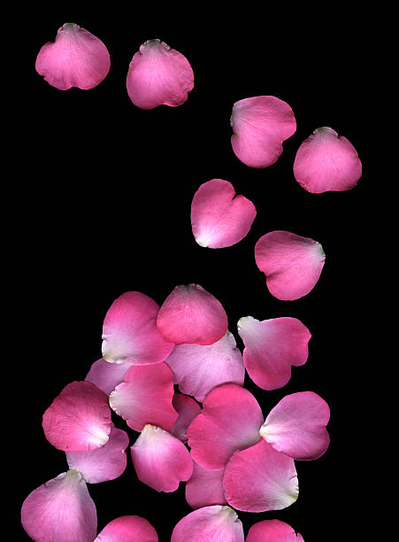 repeatable, floating pink rose petals, studio photographed and isolated on absolute black.