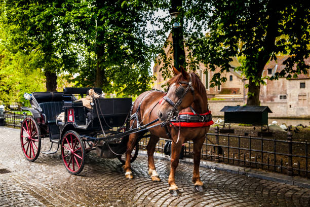Horse carriage Horse carriage in Bruges city, Belgium carriage photos stock pictures, royalty-free photos & images