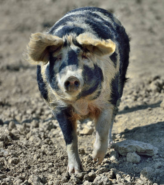 istock Mangalitza pigs (wolly pig) Wollschweine 944474612