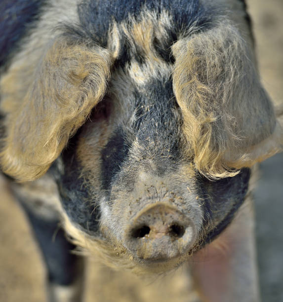 istock Mangalitza pigs (wolly pig) Wollschweine 944474842