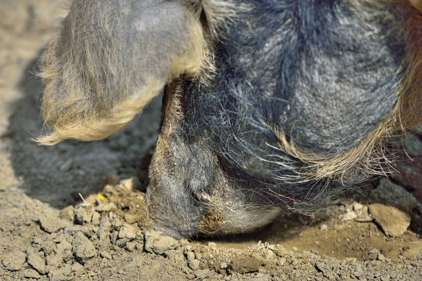 istock Mangalitza pigs (wolly pig) Wollschweine 944474870