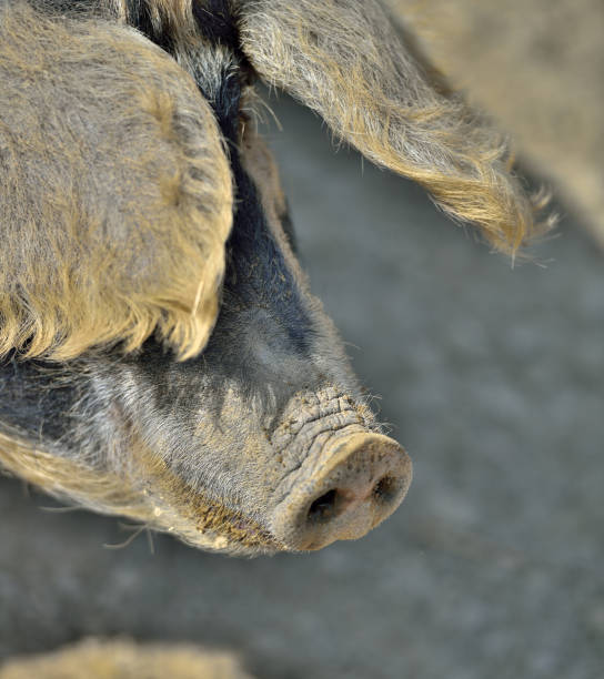 istock Mangalitza pigs (wolly pig) Wollschweine 944474902