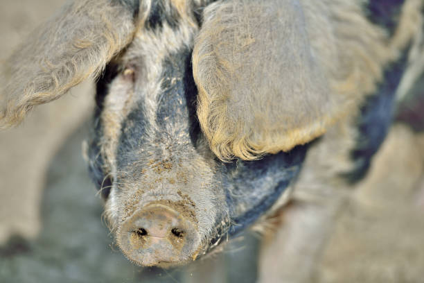 Mangalica Pig on Pasture.