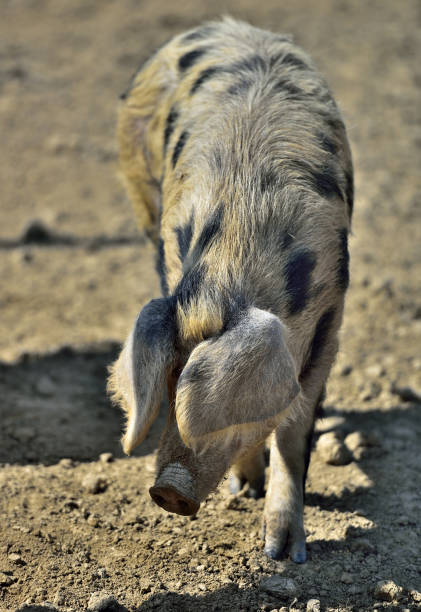 istock Mangalitza pigs (wolly pig) Wollschweine 944474968