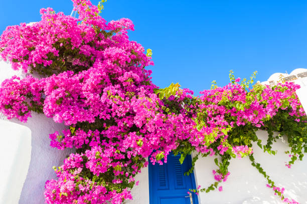 istock White building with blue door and pink flowers. 944478700