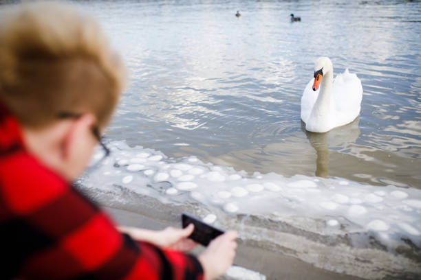 istock Young woman is feeding swans 944482178