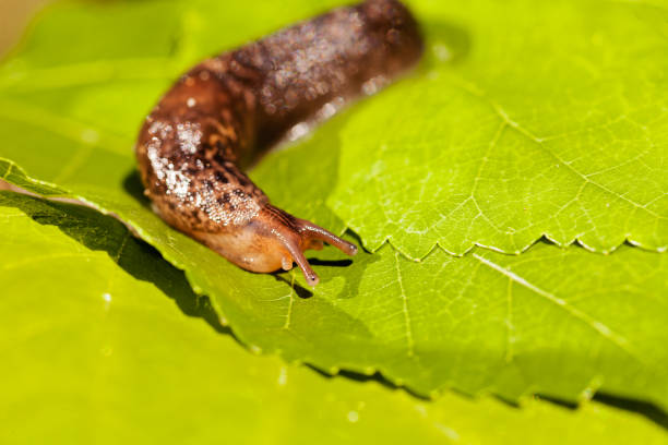 slug in nature - 11877 imagens e fotografias de stock