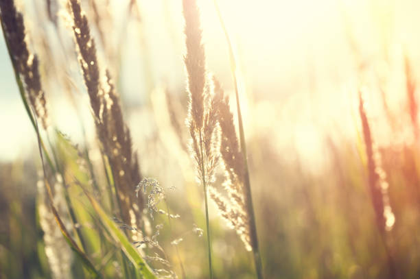 istock Wild grasses in a field at sunset. 944483252