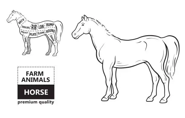 Vector illustration of Scheme of cutting horse meat with cutting lines. Design for butcher shop, banner. Diagram on white background.