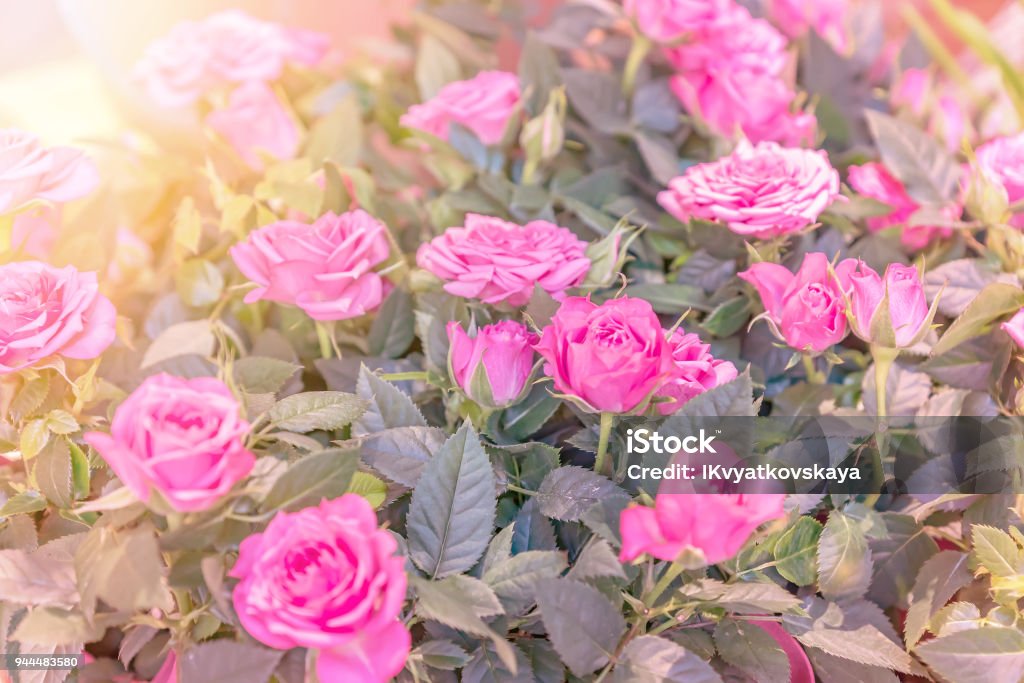 Rosse Colorida Flor Rosa En Fondo Claro De Naturaleza Sol Foto de stock y  más banco de imágenes de Amor - iStock