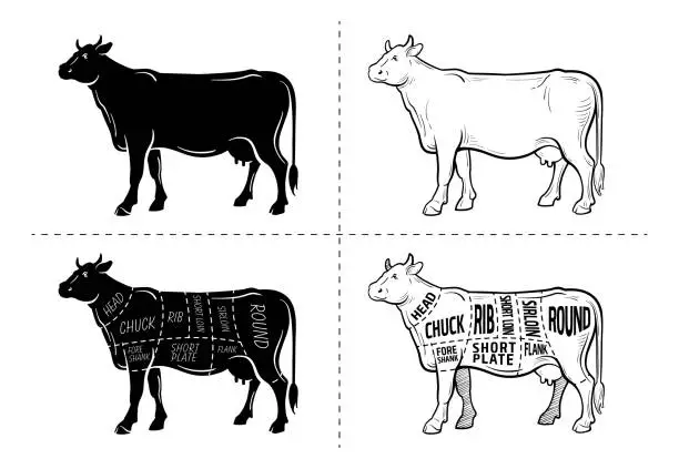 Vector illustration of Cut of beef set. Poster Butcher diagram - Cow. Vintage typographic hand-drawn.