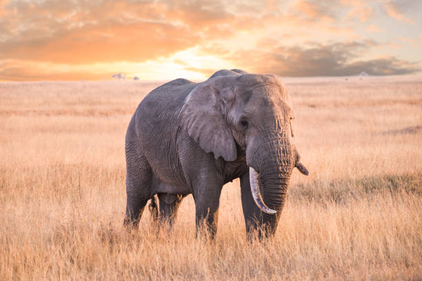 istock An elephant on the savanna grass. 944490172