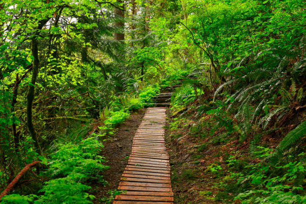 istock Pacific Northwest rainforest hiking trail 944490788