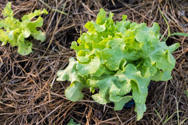 istock Farming organic green oak lettuce 944496628