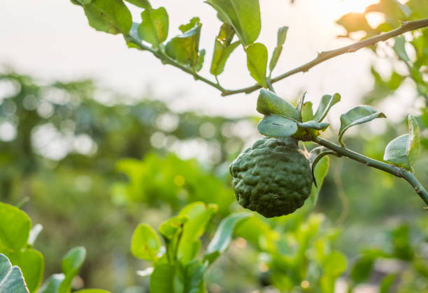 bergamote, combava fruits qui poussent sur la tige de batterie de serveurs - leech photos et images de collection