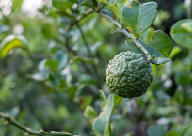 istock Bergamot, Kaffir lime fruit growing on stem in farm 944496752