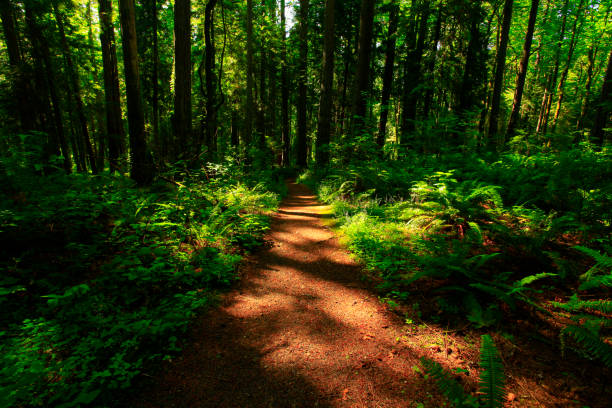 istock Pacific Northwest rainforest hiking trail 944496962