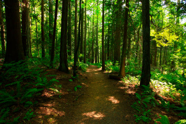 istock Pacific Northwest rainforest hiking trail 944497386