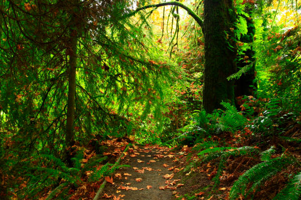istock Pacific Northwest rainforest hiking trail 944497612