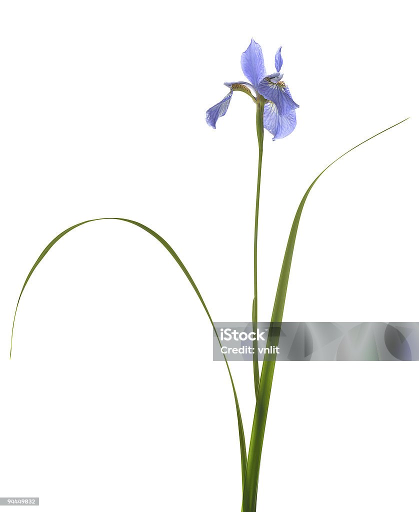 blue iris - Zbiór zdjęć royalty-free (Białe tło)